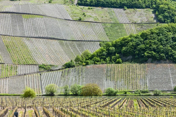 Виноградники вблизи Пойнланд-Пфальца, Германия — стоковое фото