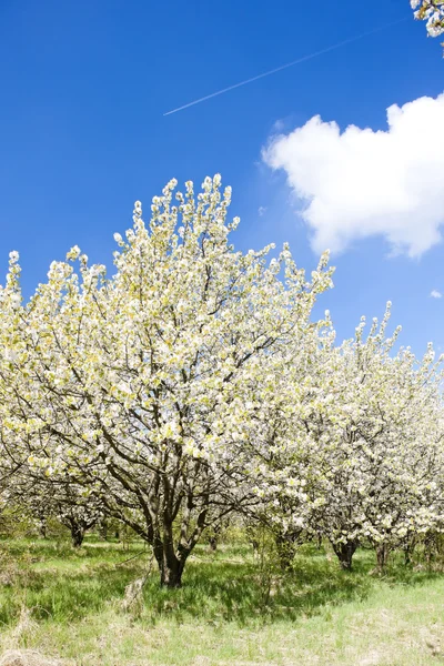 春に咲く果樹園 — ストック写真
