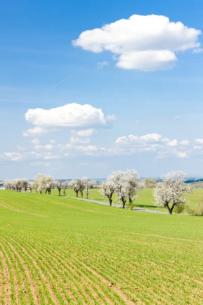 春天风景与一条路，捷克共和国 — 图库照片