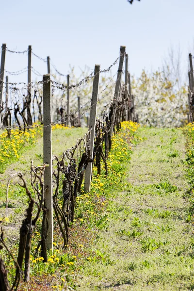 Wiosna vineyar w pobliżu klobouky u brna, Republika Czeska — Zdjęcie stockowe
