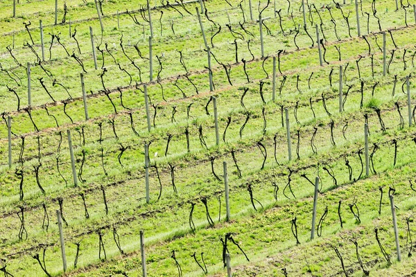 Pohled na vinice z rozhledna Kraví hora nedaleko boretice — Stock fotografie