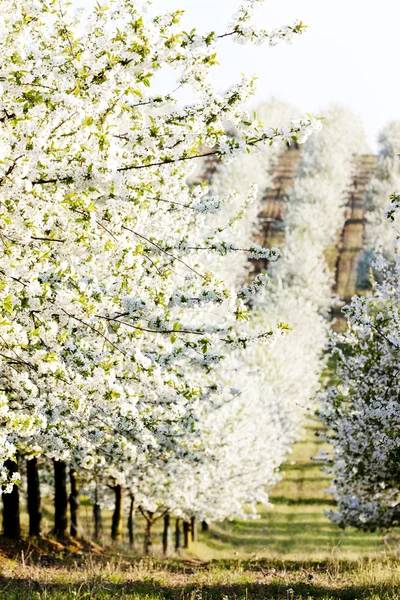 Verger fleuri au printemps, République tchèque — Photo