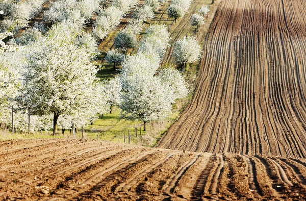 Bloeiende boomgaard in het voorjaar met een veld, Tsjechië — Stockfoto