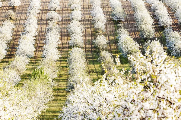 Çiçek bahçesinde Bahar, Çek Cumhuriyeti — Stok fotoğraf