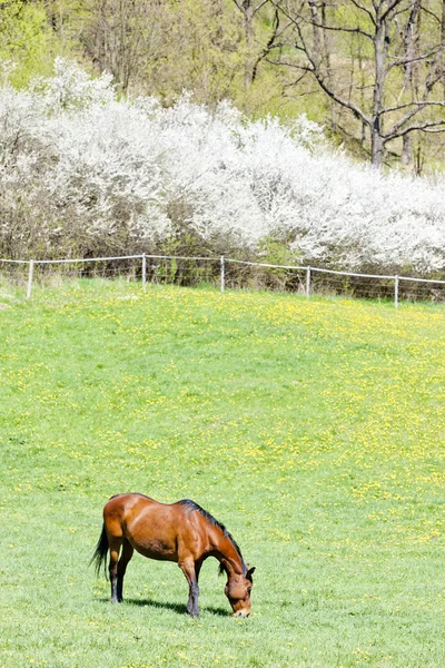 Paard op weide — Stockfoto