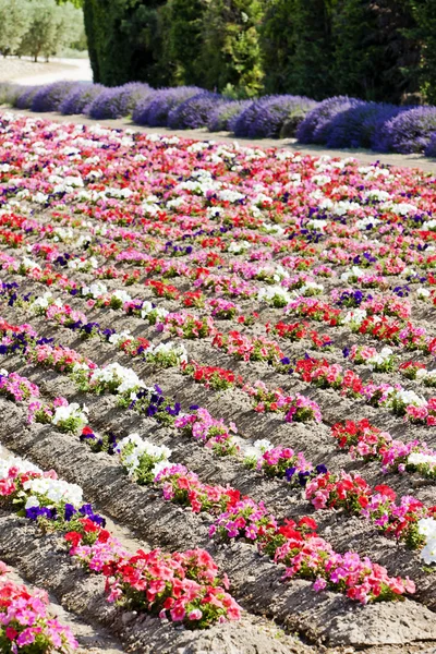 Campo di fiori, Provenza, Francia — Foto Stock
