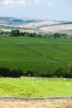 Orada, northumberland, İngiltere