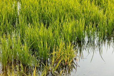 pirinç alan yakınındaki tornaco, piedmont, İtalya