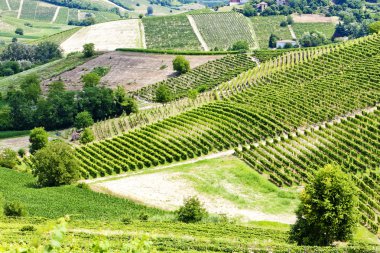 vineyars asti bölge, piedmont, İtalya