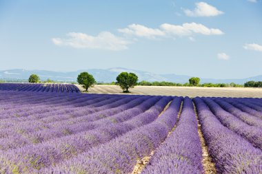 Lavanta alan, plato de valensole, provence, Fransa