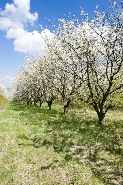 Blühender Obstgarten im Frühling — Stockfoto