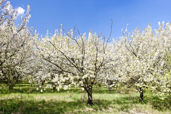 Blommande orchard under våren — Stockfoto