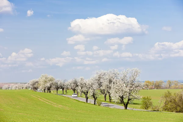 Bahar, yatay bir yol, Çek Cumhuriyeti — Stok fotoğraf