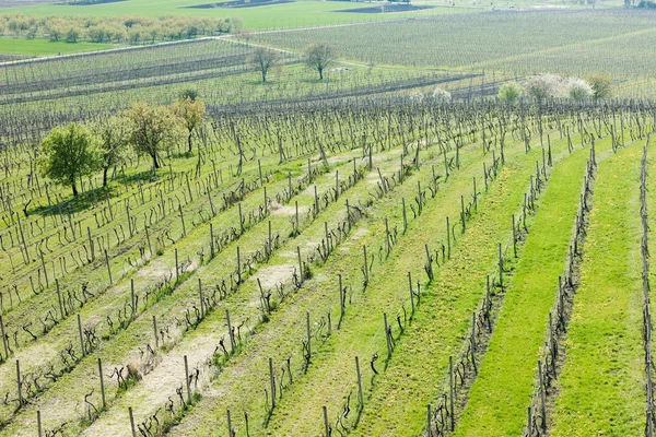 Uitzicht op wijngaarden van uitkijktoren van kravi hora in de buurt van boretice — Stockfoto