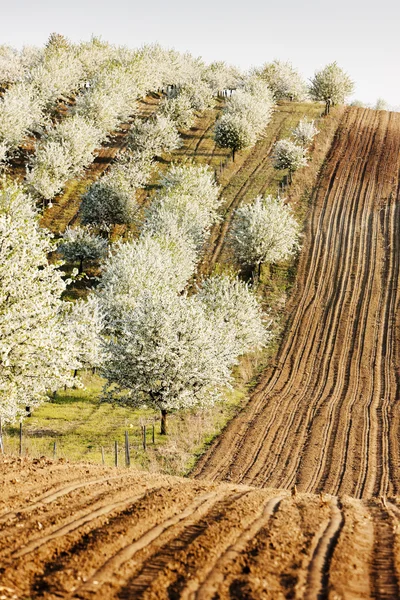 在同一个字段，捷克共和国的春天盛开果园 — 图库照片