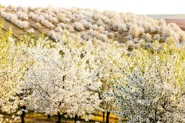 Bloeiende boomgaard in het voorjaar, Tsjechië — Stockfoto