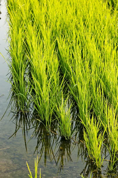 Campo de arroz perto de Tornaco, Piemonte, Itália — Fotografia de Stock