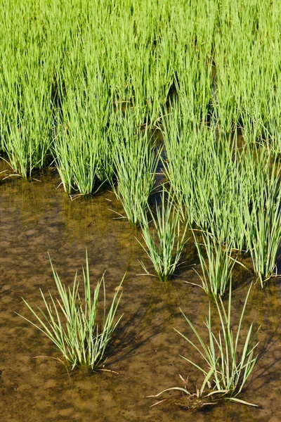 Рисові поля, П'ємонт, Італія — стокове фото