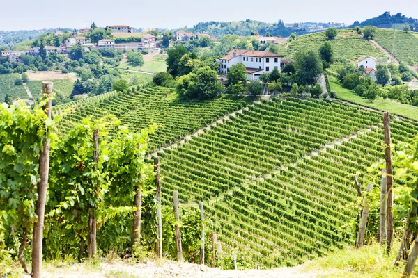 Vineyar közelében Tana, Asti régió, Piemonte, Olaszország — Stock Fotó
