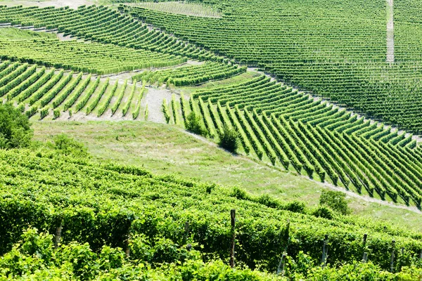 バルバレスコ ピエモンテ、イタリアに近い vineyars — ストック写真