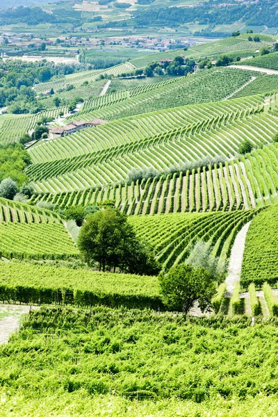 Vineyars in de buurt van barbaresco, Piemonte, Italië — Stockfoto
