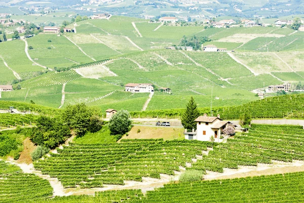 Vignobles près de Barolo, Piémont, Italie — Photo