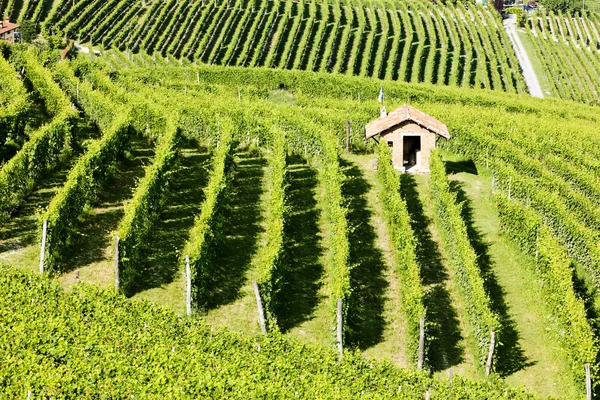 Vineyars közelében Barolo, Piemonte, Olaszország — Stock Fotó