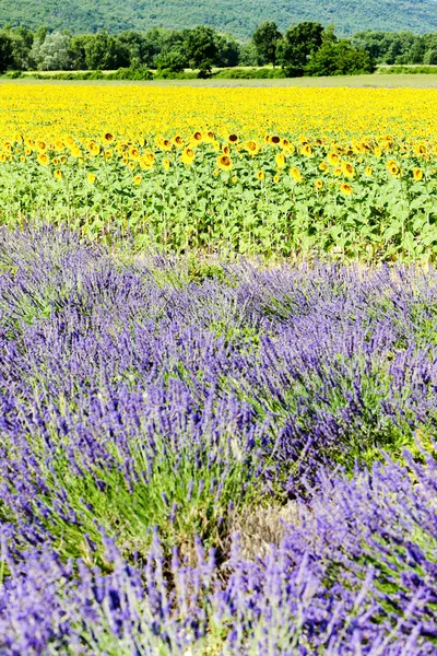 薰衣草和向日葵领域，普罗旺斯法国 — 图库照片