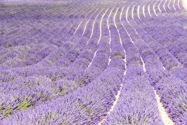 Lavender сфера, плато de Валансоль, Прованс, Франції — стокове фото