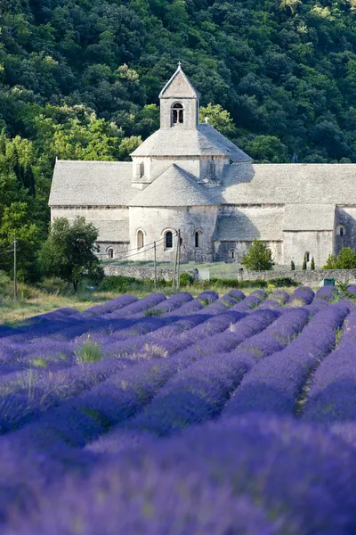 Abbaye de Senanque avec champ de lavande, Provence, France — Photo