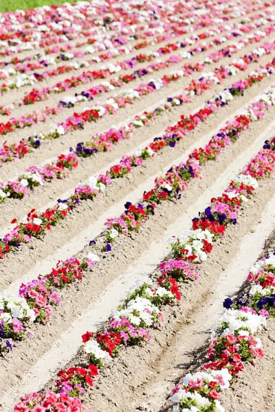 Цветочное поле, Прованс, Франция — стоковое фото