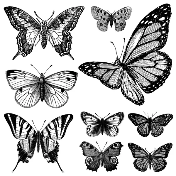 Set de mariposas Vector Vintage 2 — Vector de stock