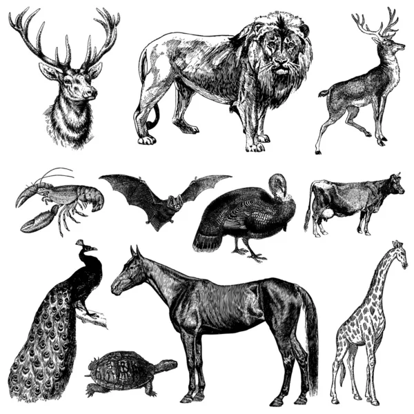 矢量复古动物集 — 图库矢量图片