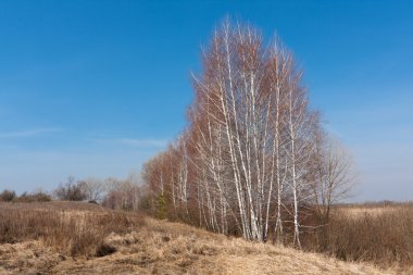 yapraksız birches bozkır içinde