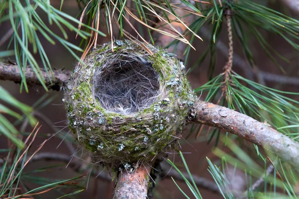 Nest on tree — Stock Photo, Image