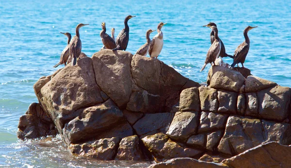 Cormoranes sobre piedra — Foto de Stock