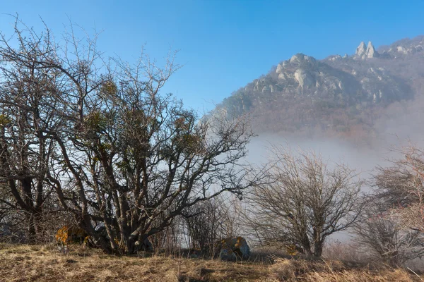 Leafless forest in mountains — Stock Photo, Image
