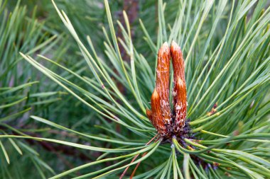 Yeni pine koni Filiz