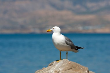 martı taş