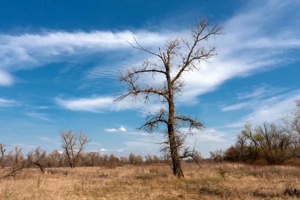 Laubloser Baum auf Wiese — Stockfoto