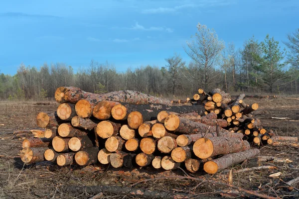 Brennholzlager — Stockfoto