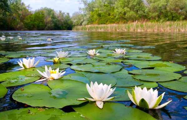 Lilys gölet üzerinde su — Stok fotoğraf