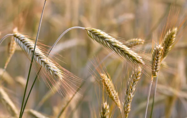 Ear of rye in field — Stock Photo, Image