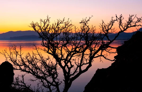 Akşam deniz kenarında ağaç — Stok fotoğraf