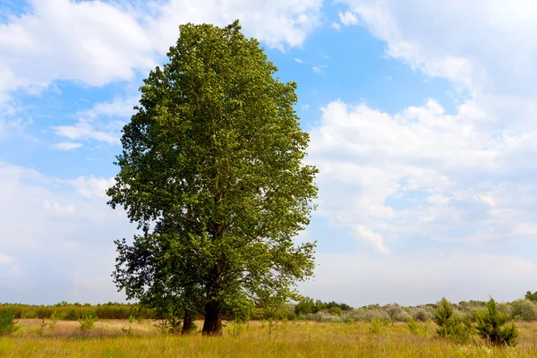Strom na louce — Stock fotografie