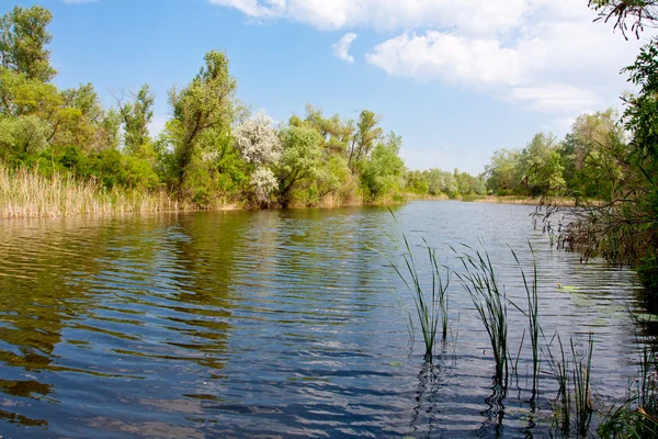 Letniej sceny na rzece — Zdjęcie stockowe