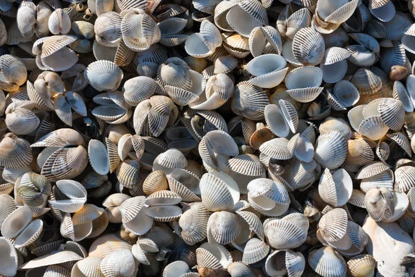 Deniz kabuklarını doğal uygunluğunu — Stok fotoğraf