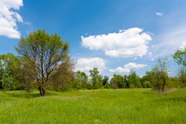 Green meadow in forest clipart