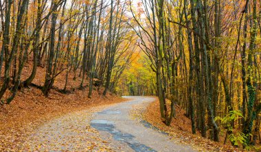 Sonbahar ormanında yol