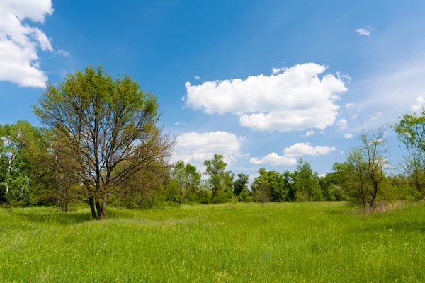 Green meadow in forest — Stock Photo, Image